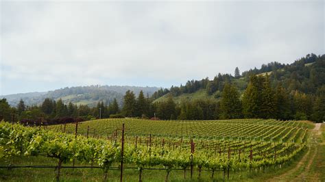 Vineyards 